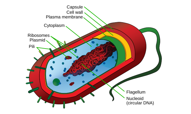 simple prokaryotic cell diagram