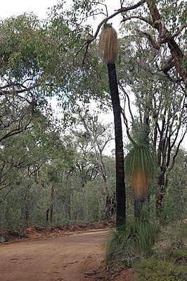 Xanthorrhoea drummondii