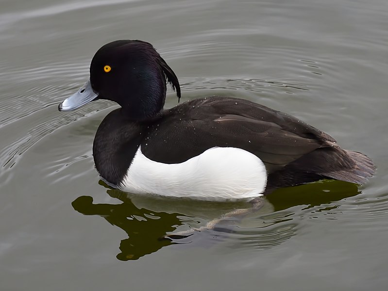 File:Aythya fuligula (male) 1.jpg