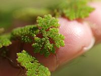 Azolla cristata at Jack London State Historic Park Azolla caroliniana.jpg