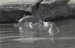 Миниатюра для Индский дельфин