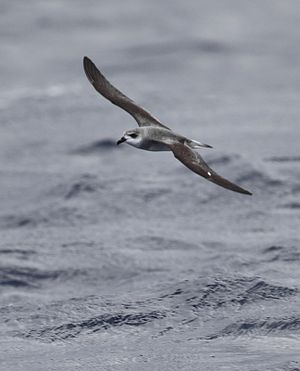 Nigraflugila petrelo