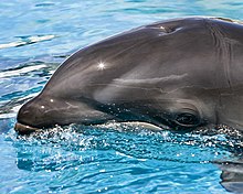 Photo du côté gauche de la tête de dauphin à la surface