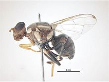 Bactrocera correa.jpg