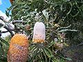 Thumbnail for Banksia ser. Crocinae