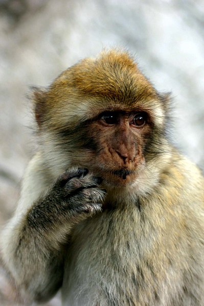 File:Barbary Ape Gibraltar.JPG