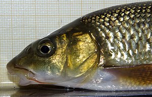 Head part of Luciobarbus graellsii