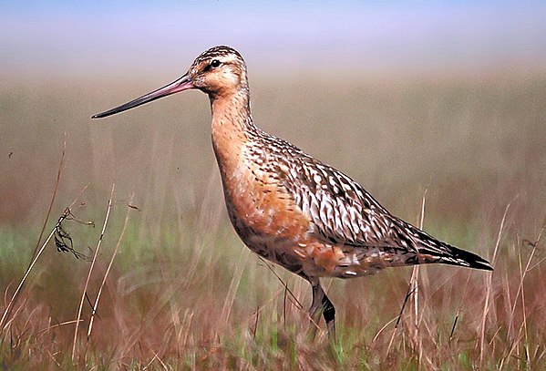 Bar-tailed godwit