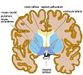 Vignette pour Noyau accumbens