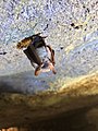 Cascade Caverns tricolor (Pipistrellus) bat