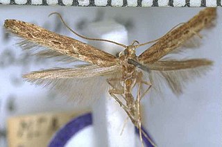 <i>Batrachedra agaura</i> Moth species in family Batrachedridae