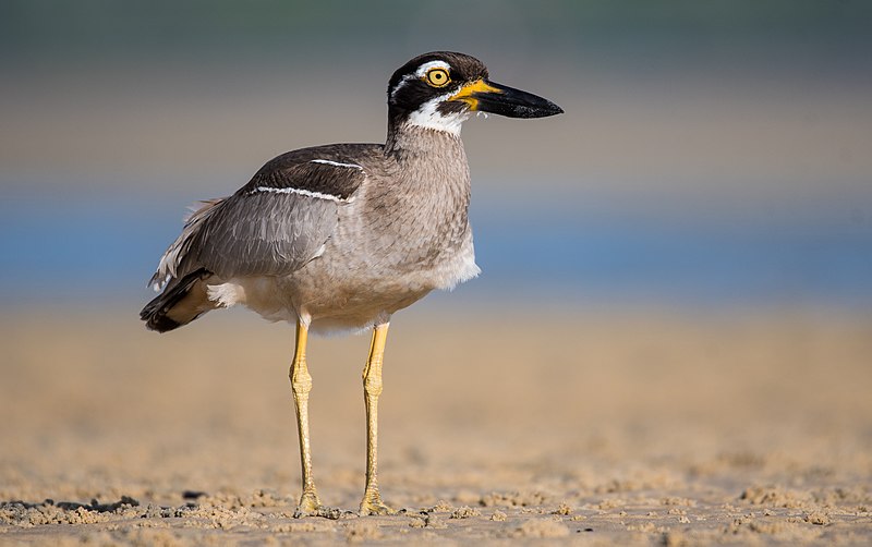 File:Beach-stone-curlew Esacus-magnirostris Great-sandy-marine-park.jpg