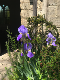 A Bearded Iris by the Church entrance.