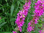 Bee-Pink-Flower-1 ForestWander.jpg
