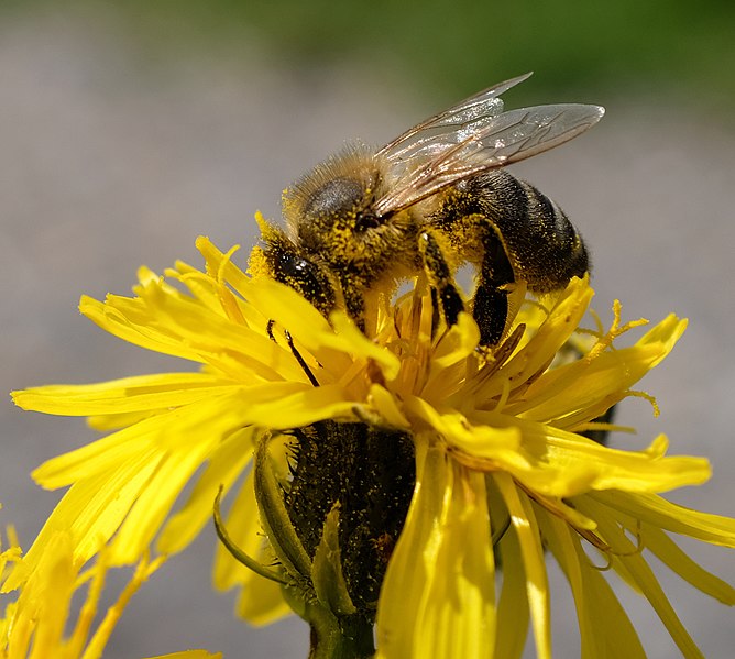 File:Bee (257490589).jpeg