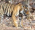 The Bengal tiger is the national animal of India.<ref>((cite book