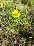 Thumbnail for File:Bidens cernua sl7.jpg