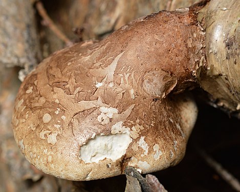 Birch Polypore (Fomitopsis betulina)