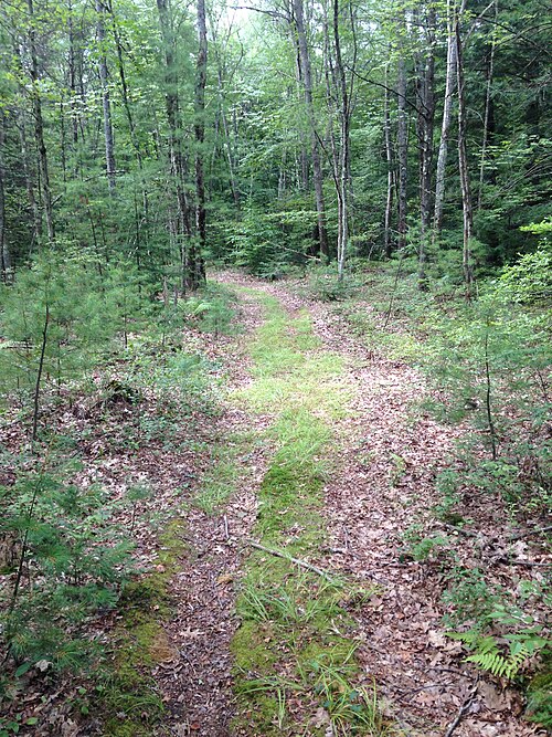 A trail in a conservation area in Litchfield