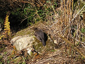 A bird in the Castle Gardens