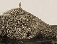 Bizonų kaukolių kalnas, 1870 m.
