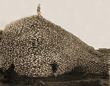 Pile de crânes de bisons nord-américains destinés à devenir du fertilisant dans les années 1870[5].