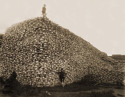 Pile of Bison skulls