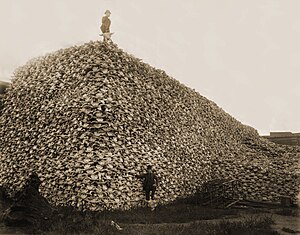 a bison skull pile, ca 1870.