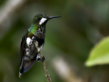 Female in Colombia Black-bellied Thorntail perched.png