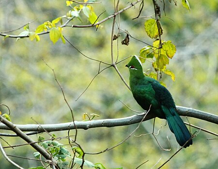 Black-billed Turaco.JPG