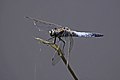 "Black-tailed_skimmer_(Orthetrum_cancellatum)_male_2_Postojna.jpg" by User:Charlesjsharp