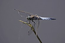 Black-tailed skimmer (Orthetrum cancellatum) male 2 Postojna.jpg