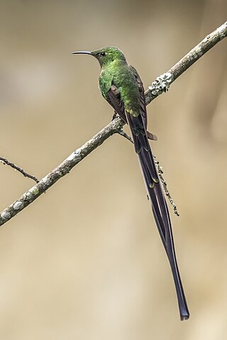 <span class="mw-page-title-main">Black-tailed trainbearer</span> Species of bird