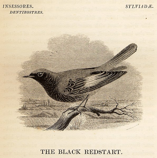 File:Black Redstart from Yarrell History of British Birds 1843.jpg