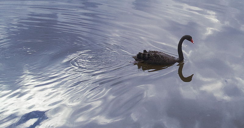 File:Black Swan at Tidbinbilla Nature Reserve.jpg