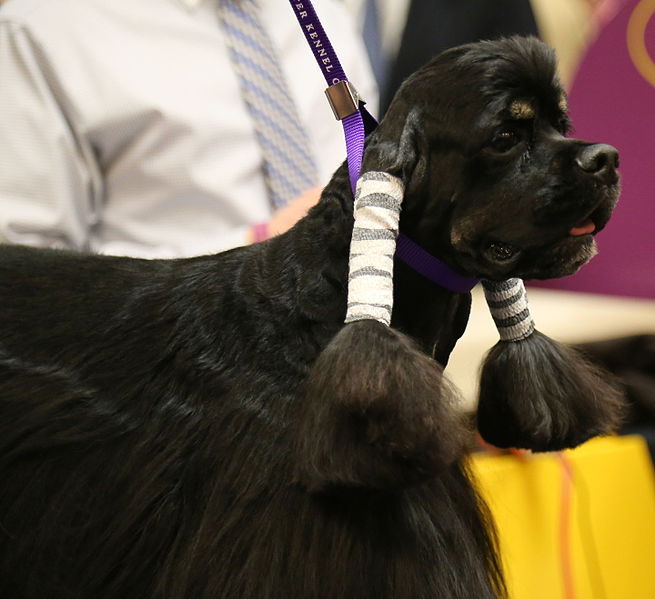 File:Black cocker spaniel at Westminster Dog Show (25054364676).jpg