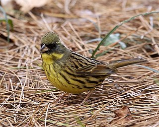 <span class="mw-page-title-main">Masked bunting</span> Species of bird