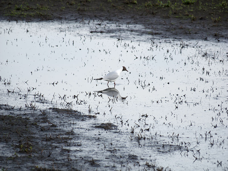 File:Black headed gull (14400669763).jpg