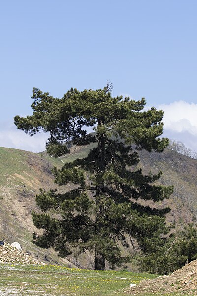 File:Black pine - Pinus nigra 01.jpg