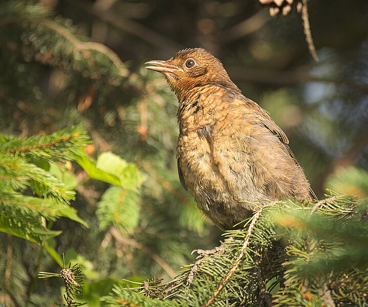 File:Blackbird (36466234640).jpg