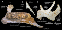 Fossils of Blasisaurus Blasisaurus.png