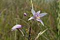 Bletilla formosana