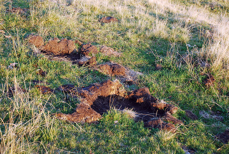 File:Blochriegel, Wühlspuren Schwarzwild.jpg