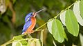 Blue-eared Kingfisher (Alcedo meninting).jpg