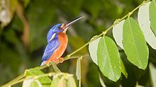 Blue-eared kingfisher in the lower Kinabatangan River area, which is endemic to the island of Borneo. Kingfisher is also once a state bird of Sabah and featured in one of its coat of arms. Blue-eared Kingfisher (Alcedo meninting).jpg