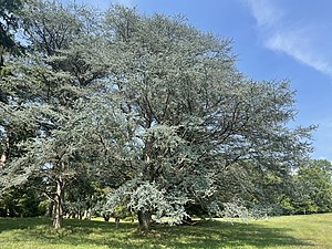 Cedrus Atlantica