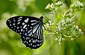 * Nomination Blue Tiger Butterfly From Adat --Manoj K 08:37, 27 May 2014 (UTC) * Promotion QI imo.-ArildV 10:09, 27 May 2014 (UTC)
