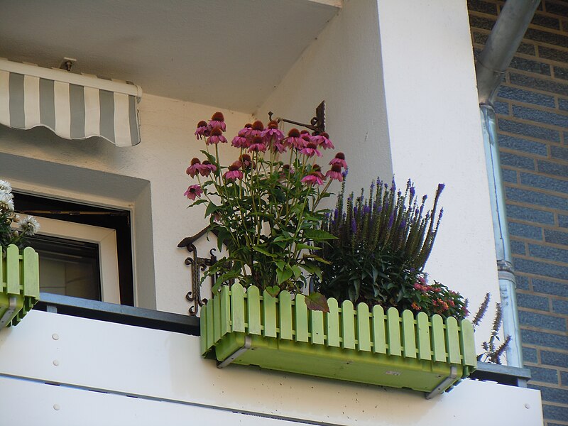File:Blumen auf einem Balkon der Lindener Straße 148.jpg
