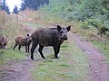 2017年1月17日 (火) 11:24時点における版のサムネイル