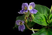 Boea hemsleyana flowers.jpg